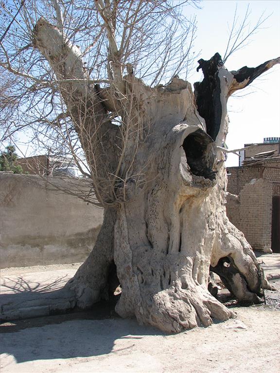 چنار وجه آباد نسیم شهر