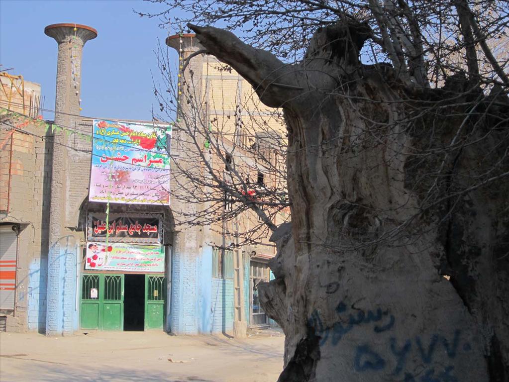 چنار وجه آباد نسیم شهر