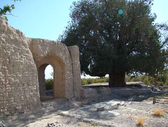 سرو فورگ درمیان