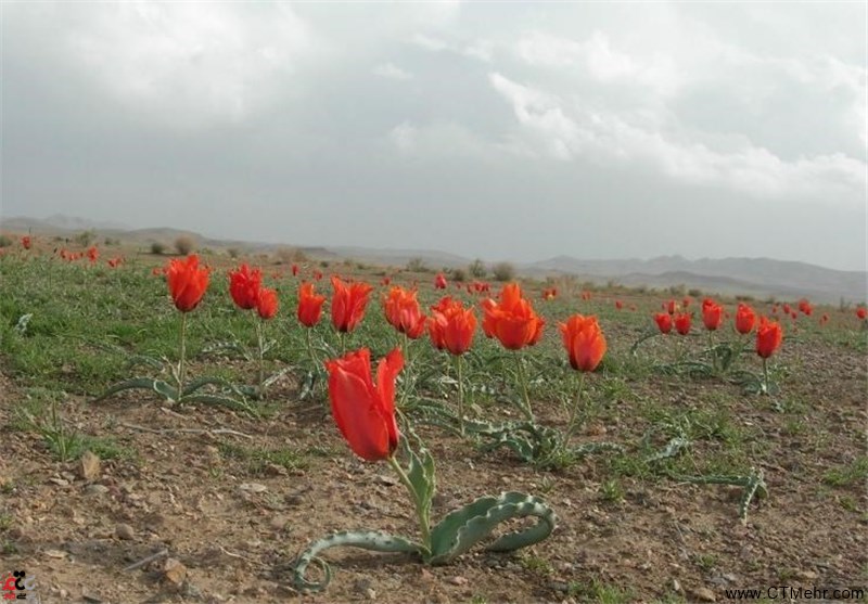 روستای مصعبی سرایان