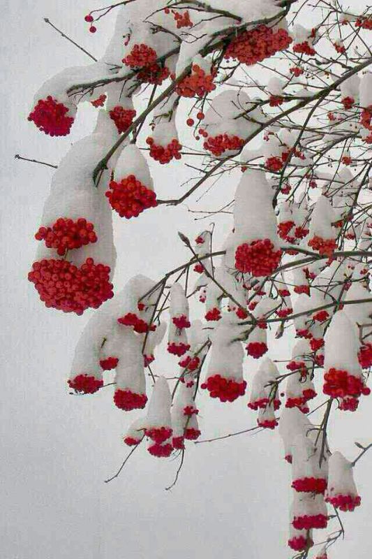 روستای مصعبی سرایان