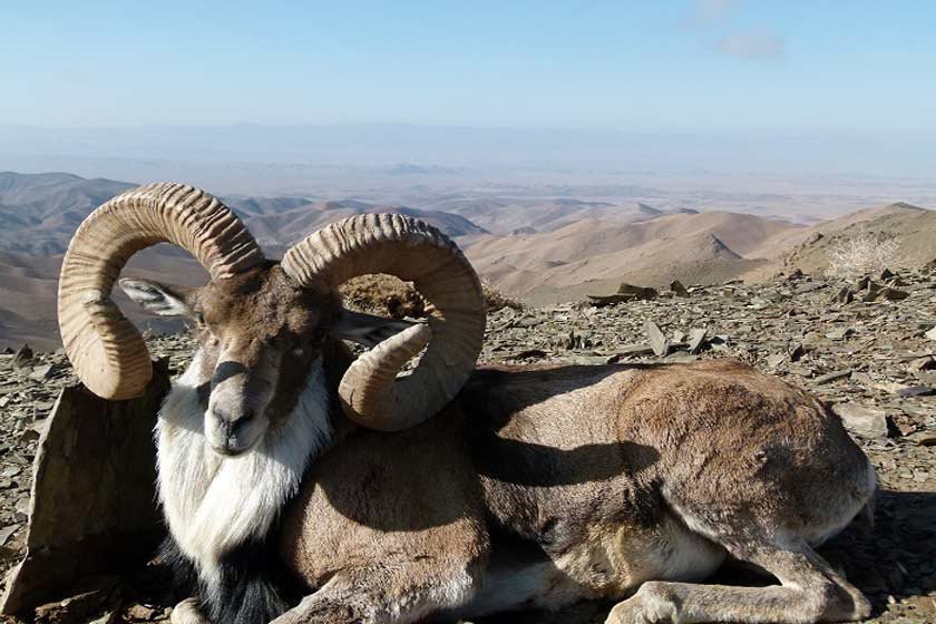 جیک و زیدر خراسان جنوبی