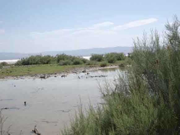 تالاب کجی نمکزار نهبندان