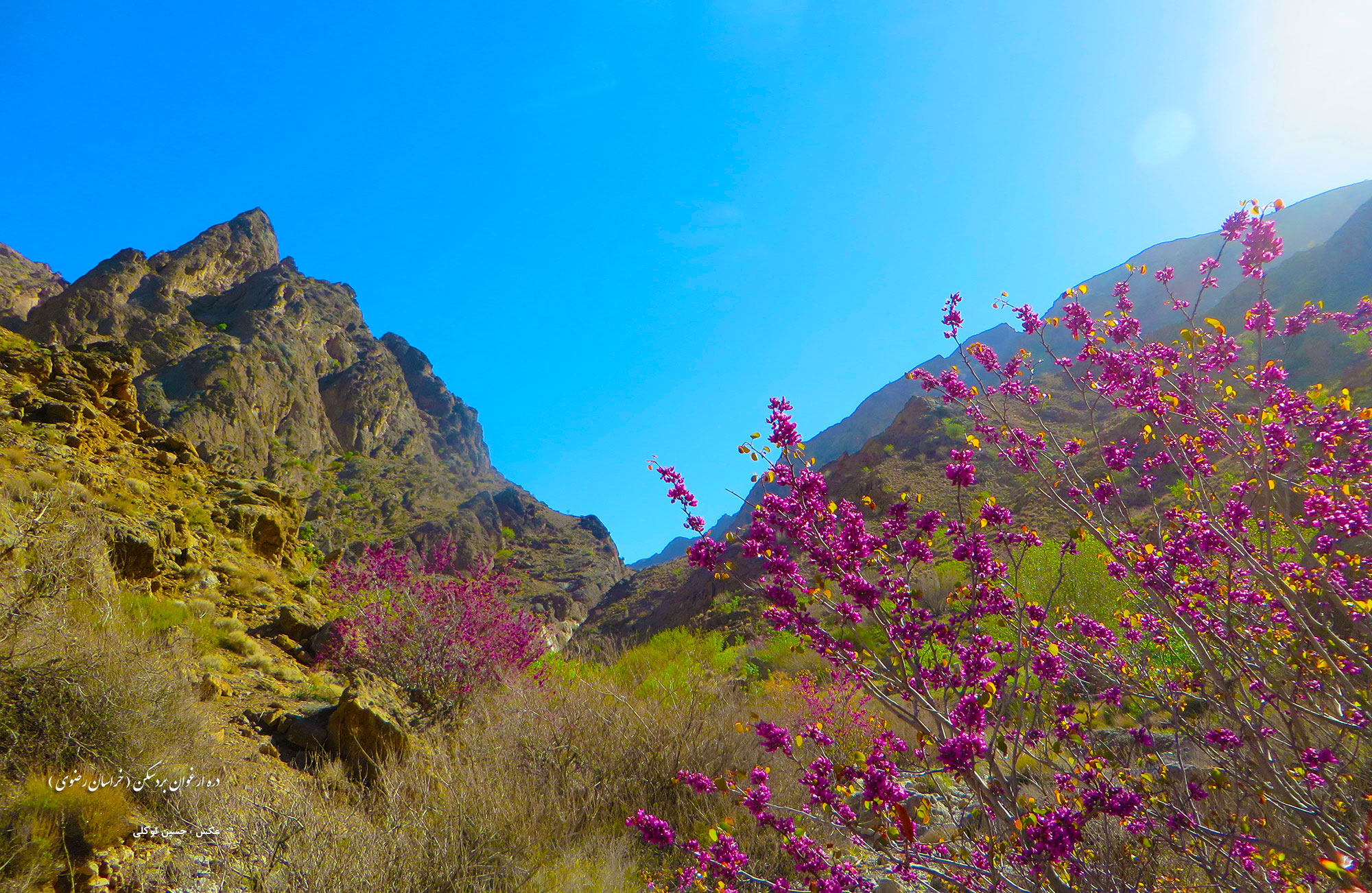 دره ارغوان بردسکن