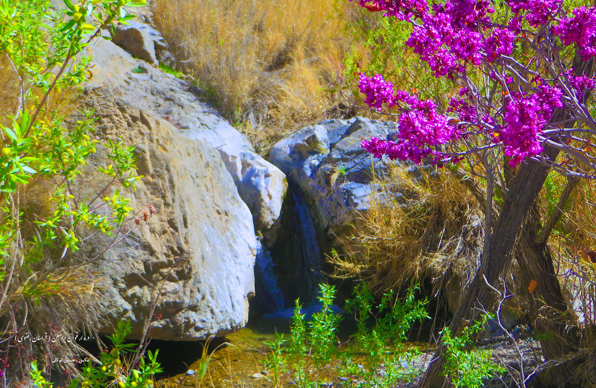 دره ارغوان بردسکن