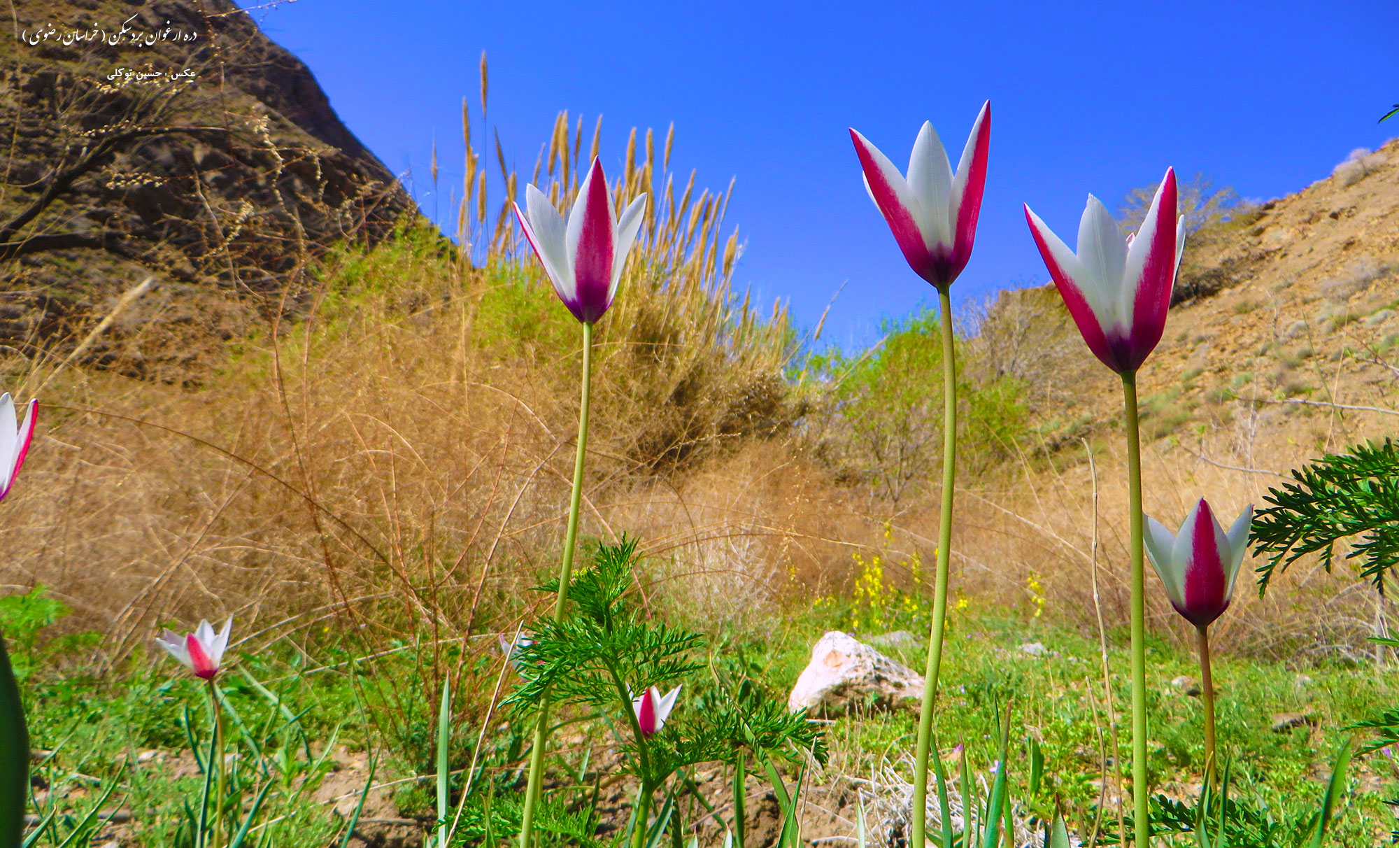 دره ارغوان بردسکن