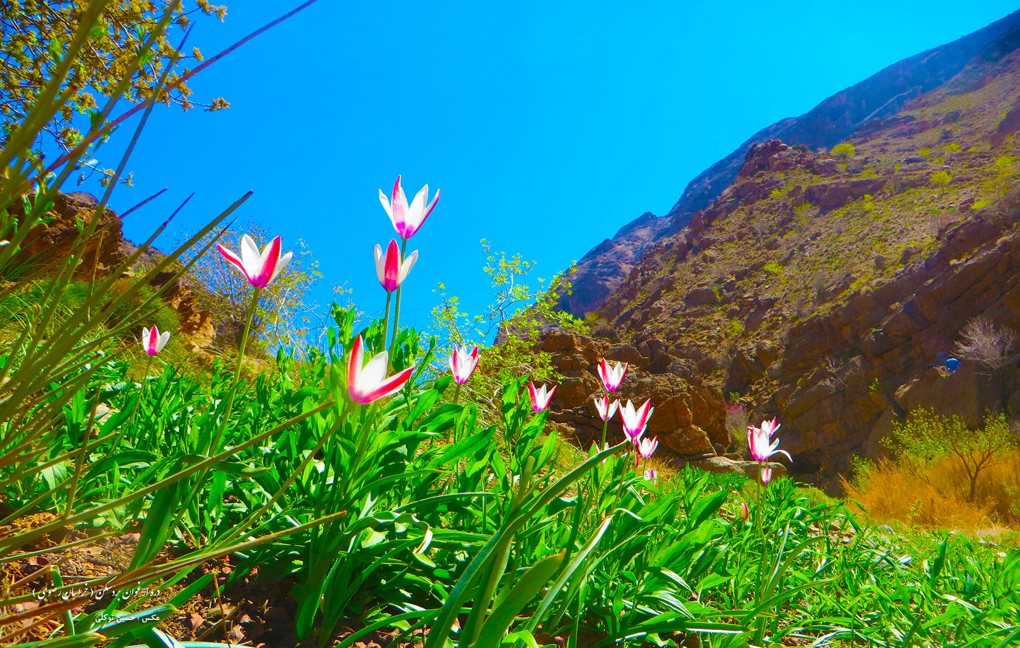 دره ارغوان بردسکن
