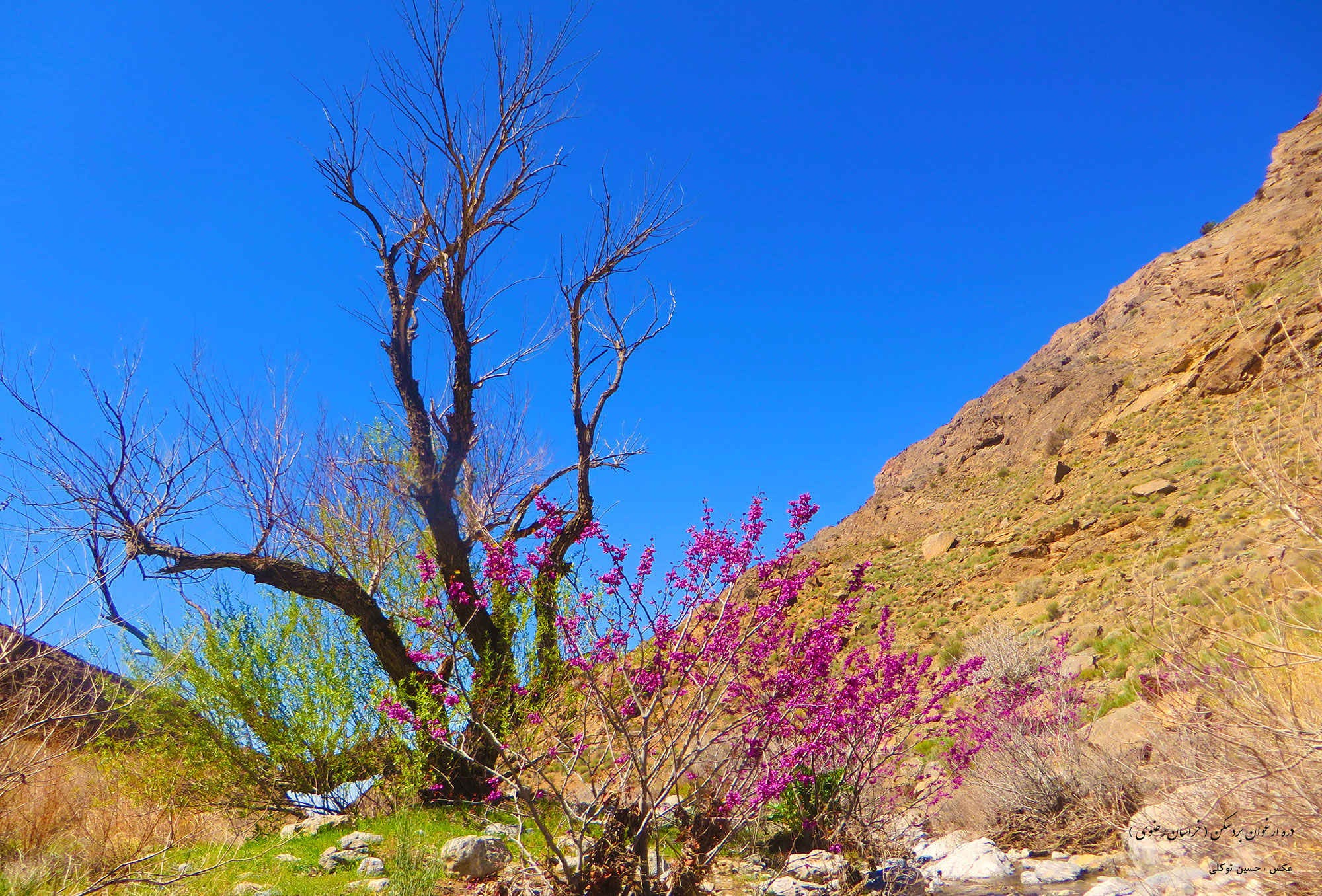 دره ارغوان بردسکن
