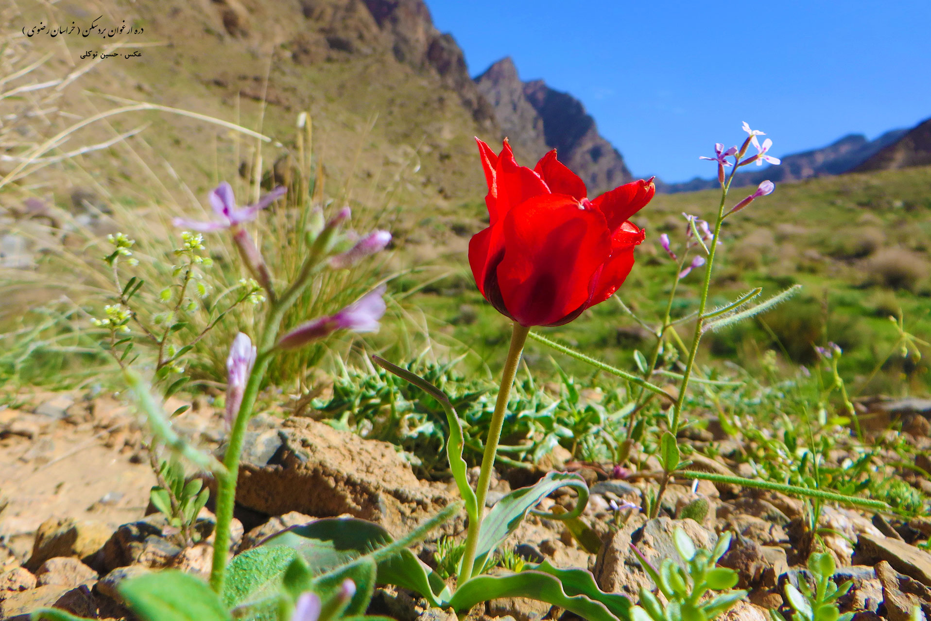 دره ارغوان بردسکن