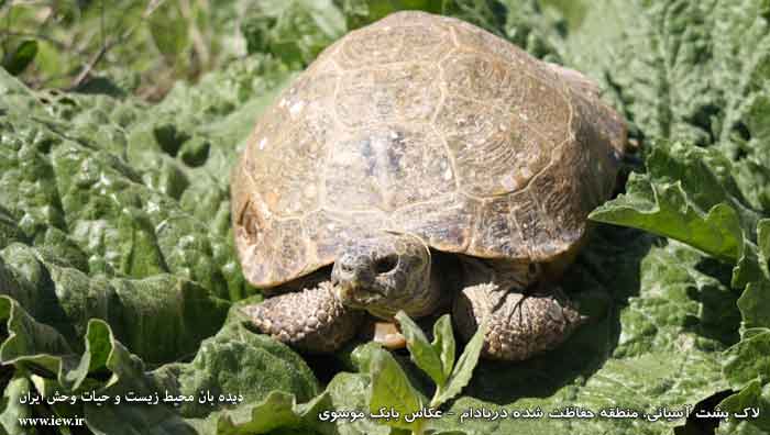 منطقه حفاظت شده دربادام