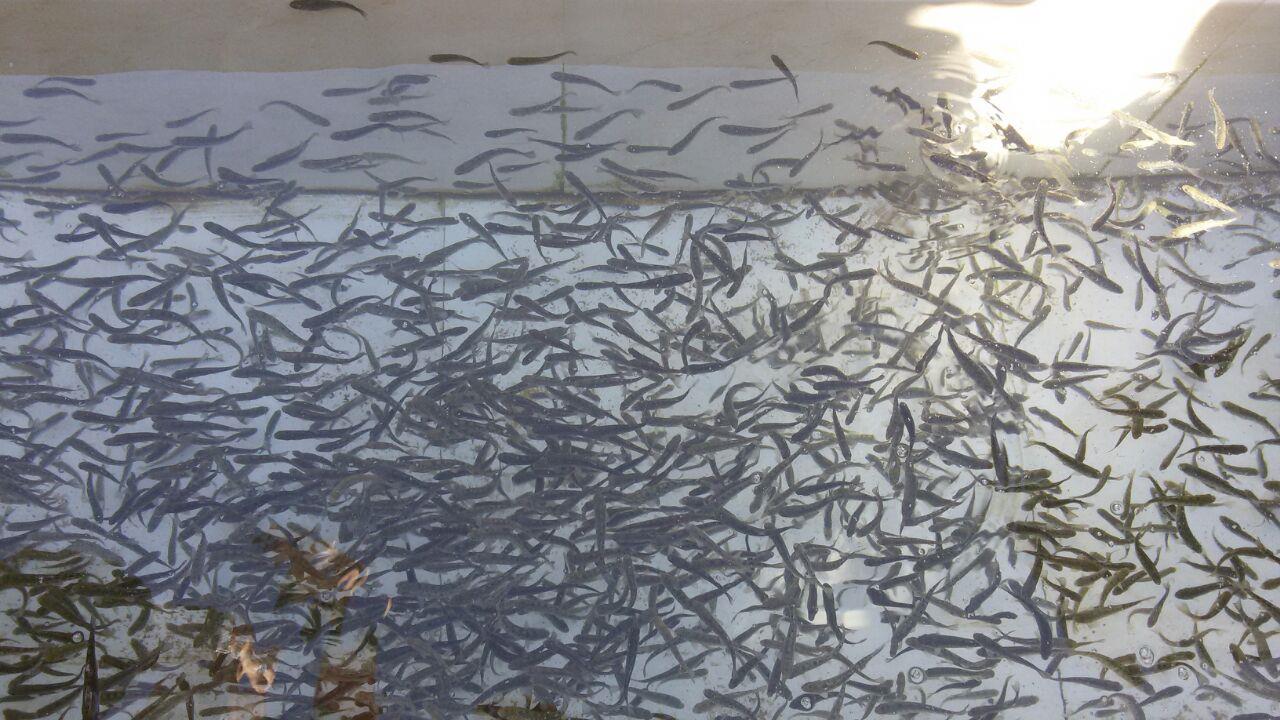 روستای شیزن تایباد