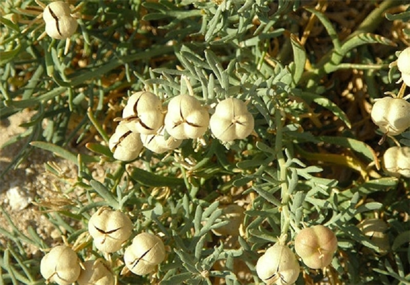 اسپند