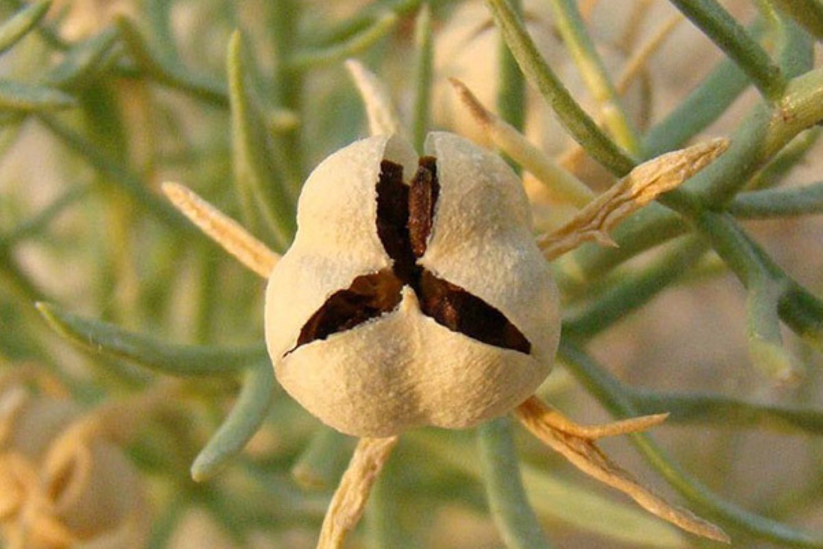 اسپند