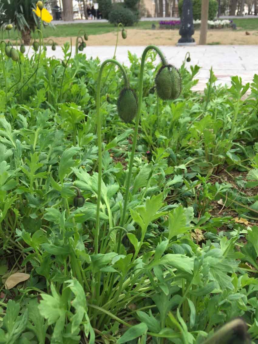 باغ ملی تربت حیدریه