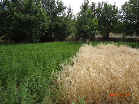 روستای درفک خوشاب