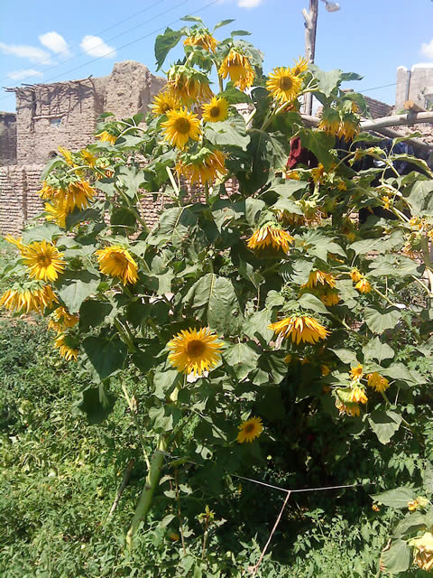 روستای درفک خوشاب