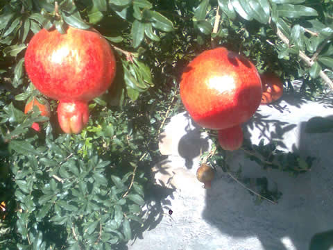 روستای درفک خوشاب