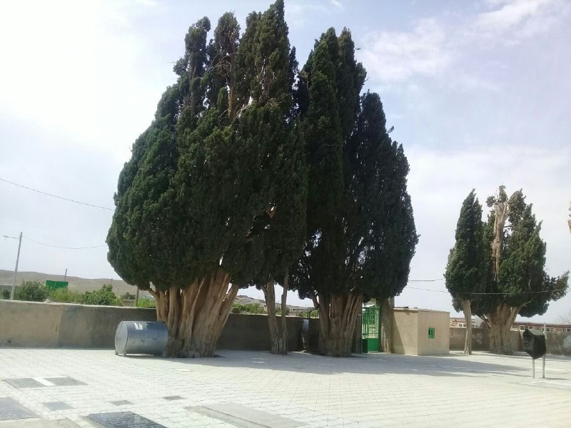 درختان سرو امامزاده میرقوام الدین نوق
