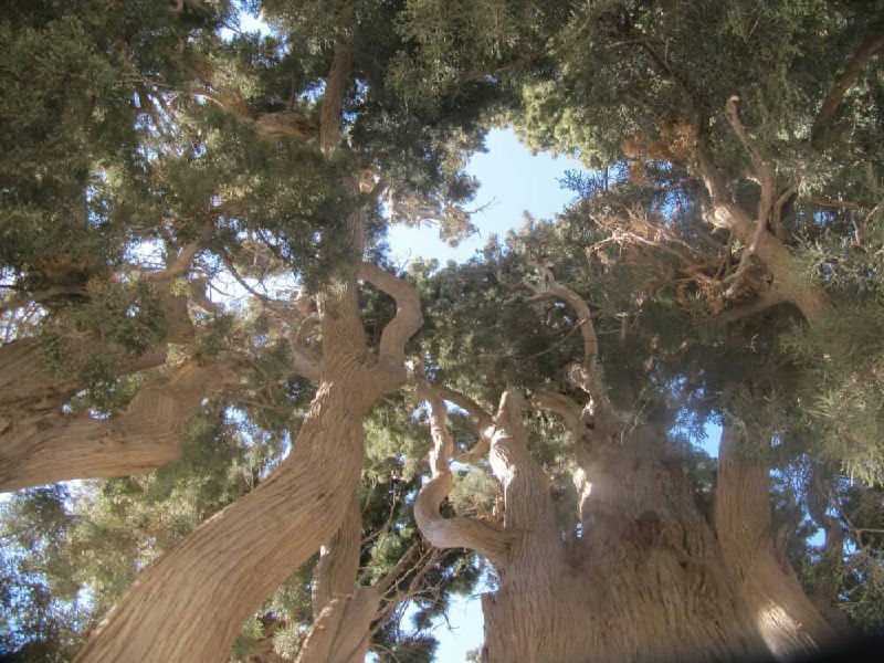 درختان سرو امامزاده میرقوام الدین نوق