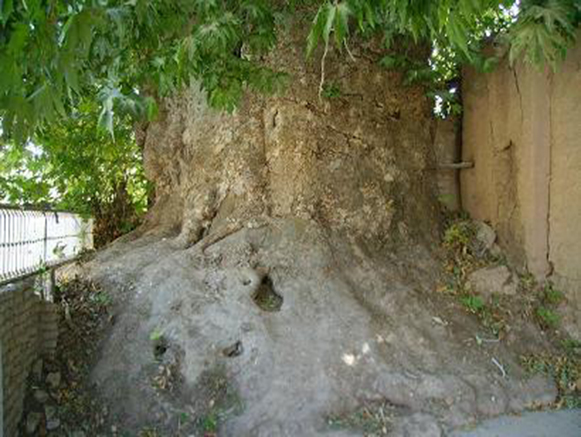 چنار کیذقان