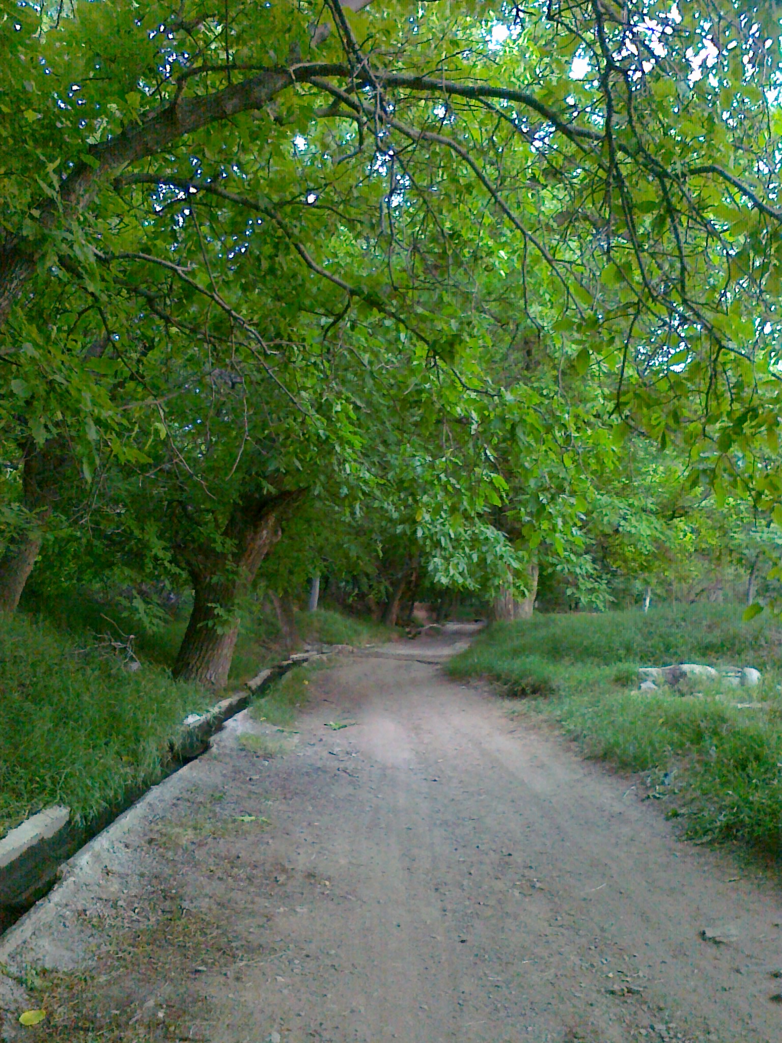 چنار کیذقان