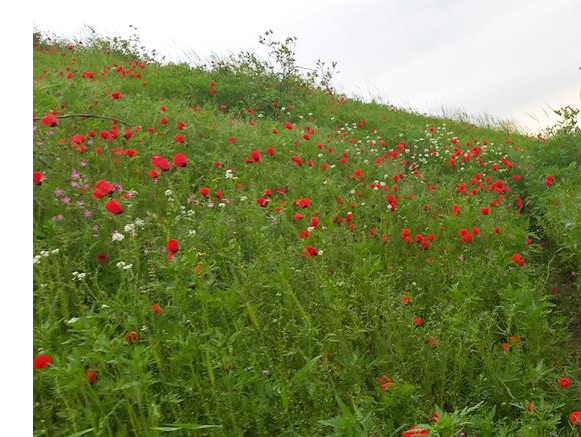 جنگل پسته خواجه کلات