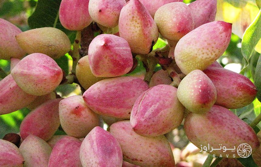 جنگل پسته خواجه کلات