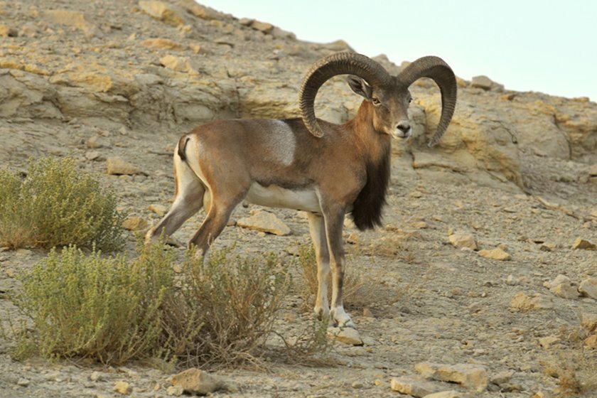 منطقه حفاظت شده هرمود
