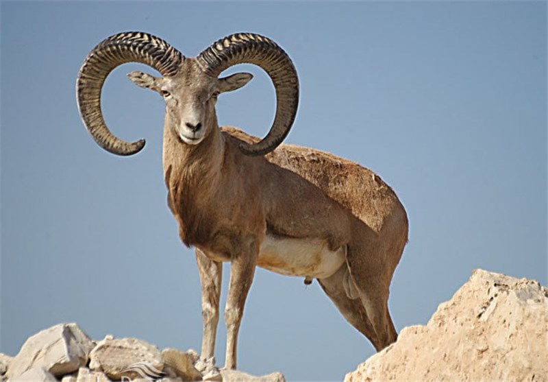 منطقه حفاظت شده هرمود