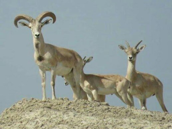 قوچ لارستان