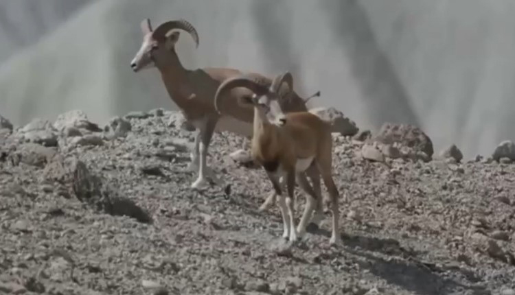 قوچ لارستان