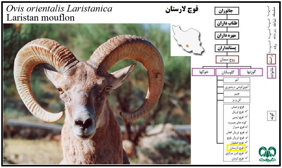 قوچ لارستان