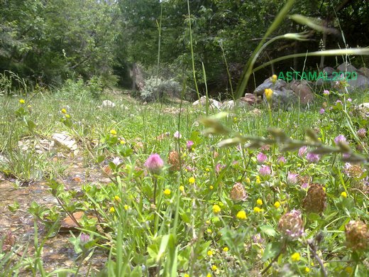 روستای آستمال
