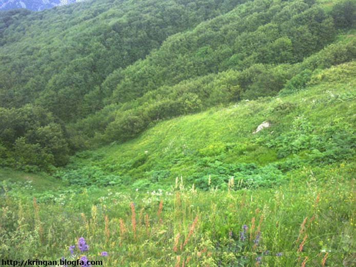 روستای کرینگان