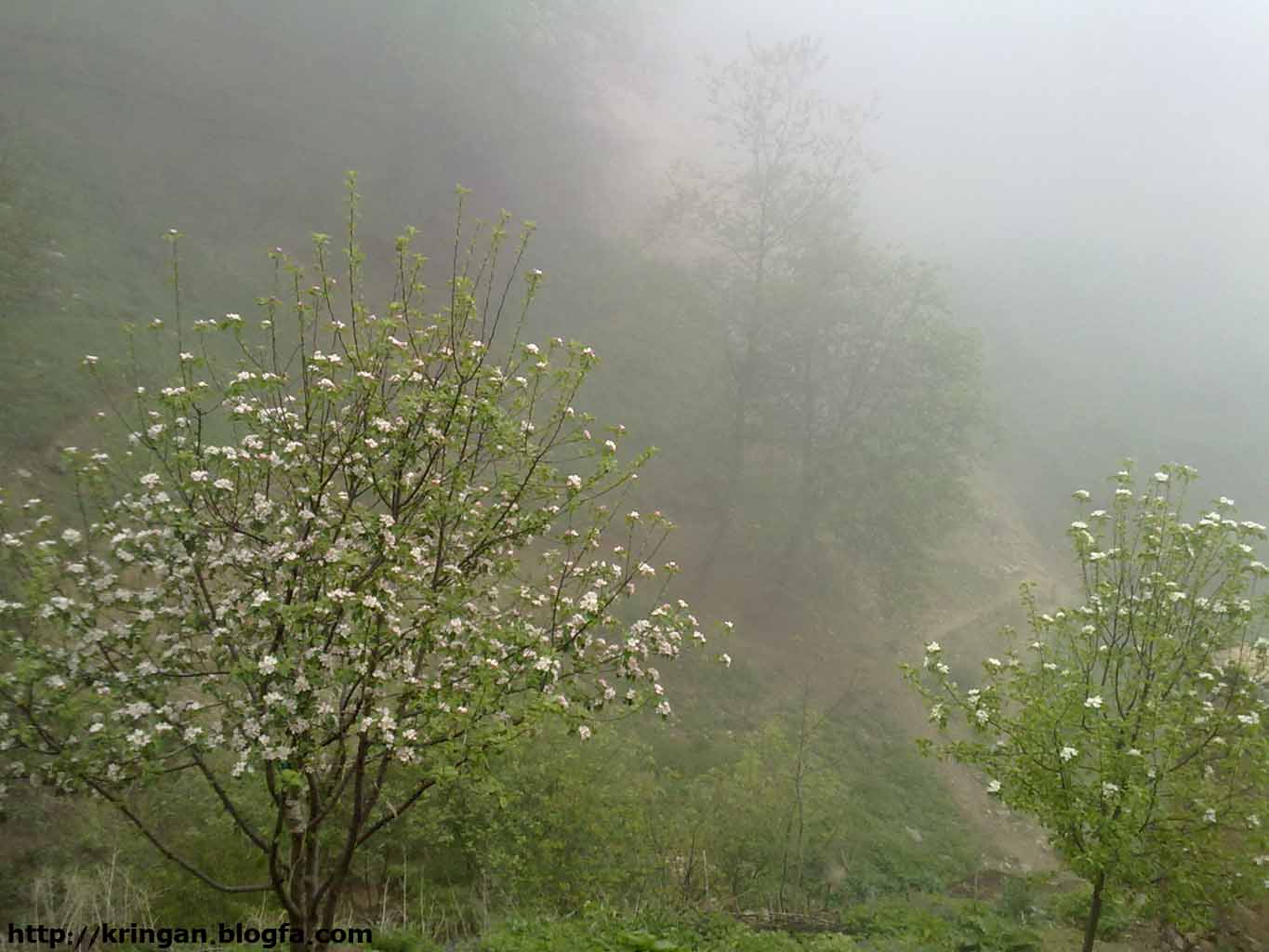 روستای کرینگان