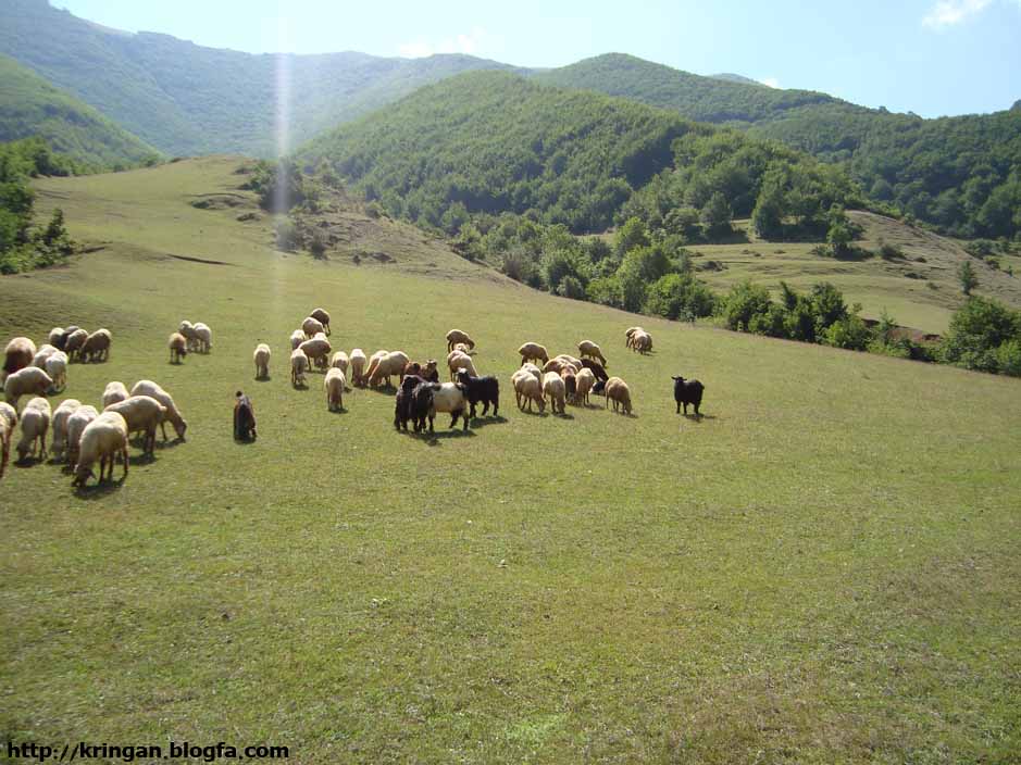 روستای کرینگان