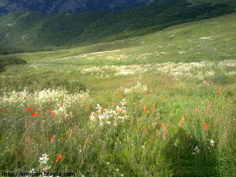 روستای کرینگان