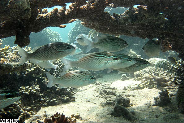 خلیج فارس