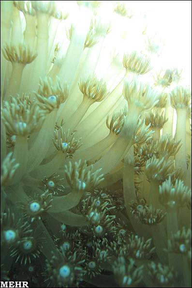 خلیج فارس