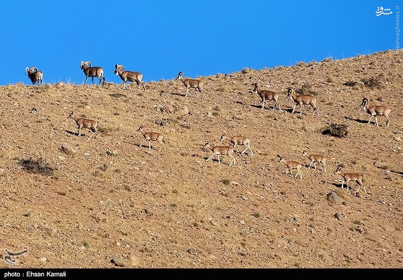 پارک ملی ساریگل