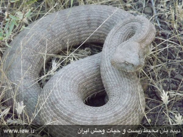 پارک ملی ساریگل