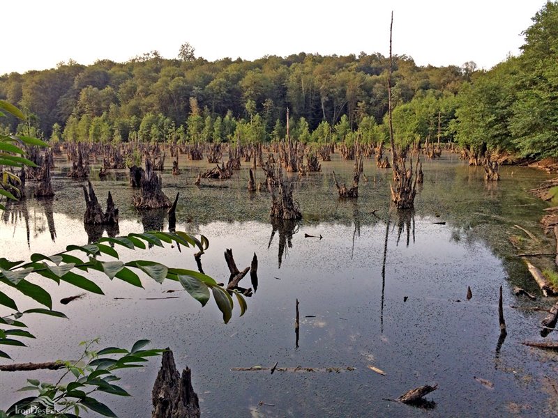 ارواح دریاچه‌ای در میان جنگل انبوه