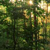 جنگل های دو هزار تنکابن