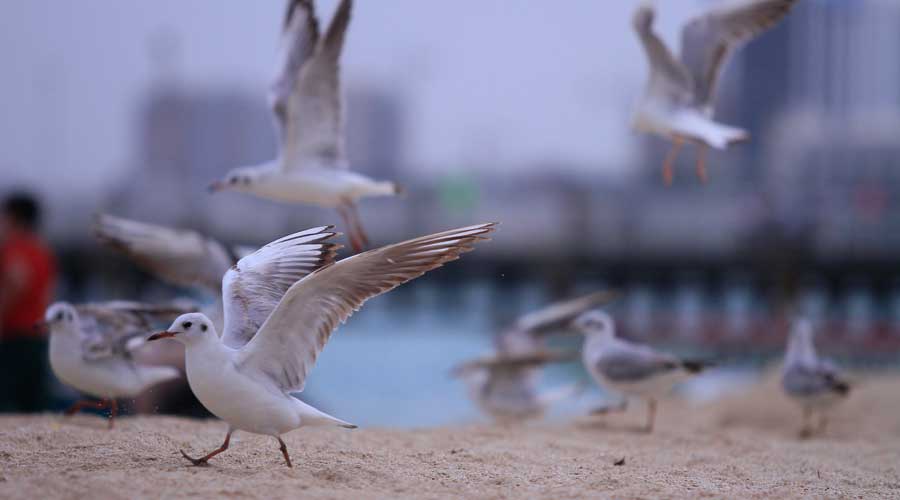سواحل کیش
