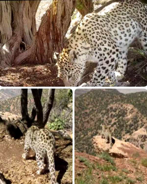 منطقه حفاظت شده دنا