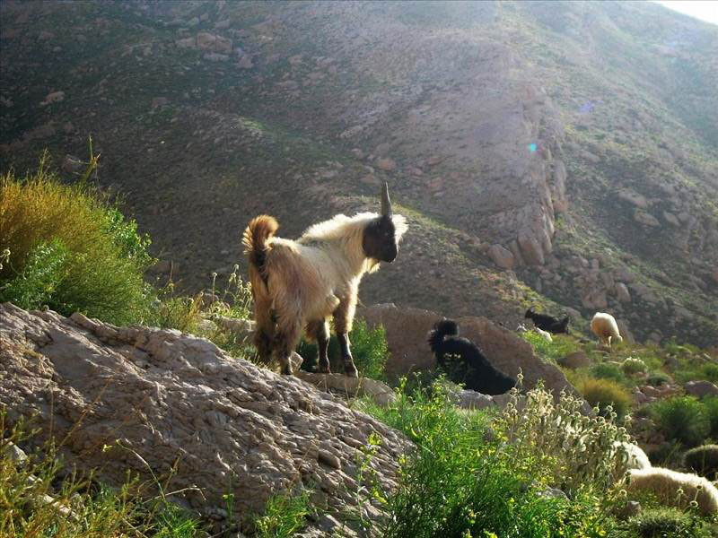 منطقه حفاظت شده دنا