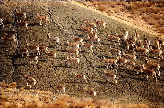 با بزرگ‌ترین پارک طبیعی ایران بیشتر آشنا شوید