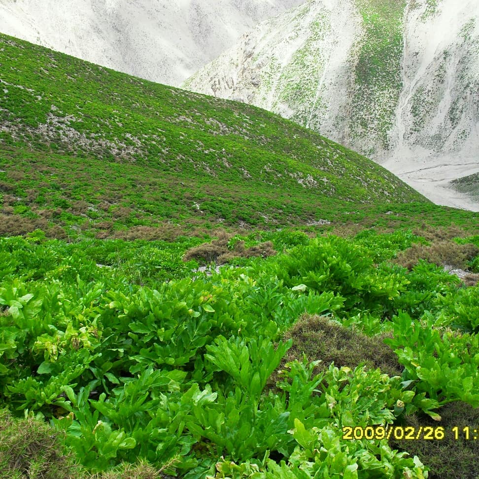 روستای سر آقا سید