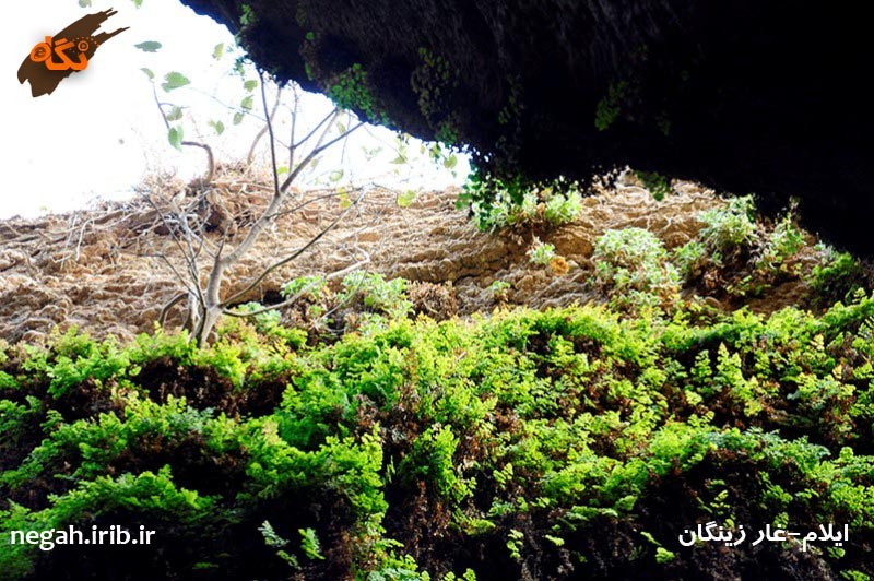غار زینگان
