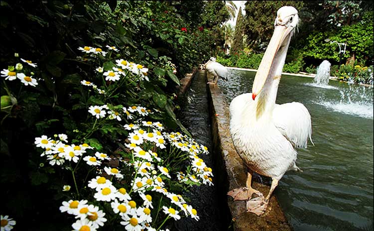 باغ گلشن طبس